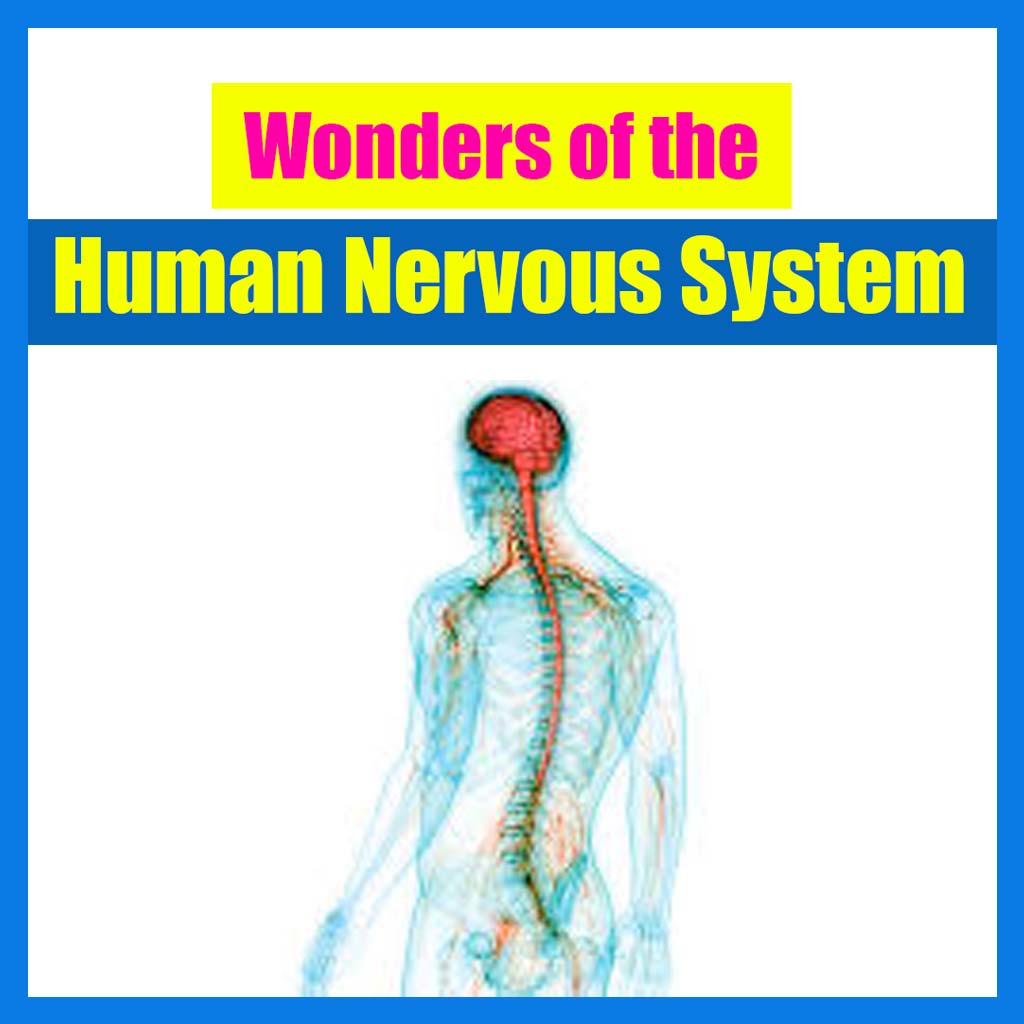 Wonders of the Human Nervous System!