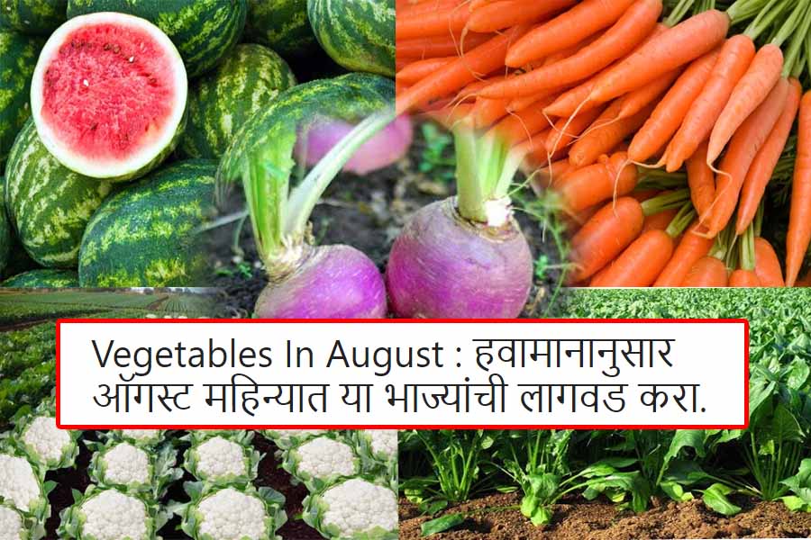 Vegetables In August